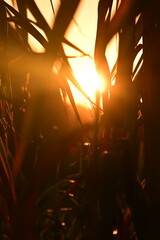 sun rays through the trees