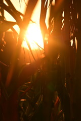 sun shining through the trees