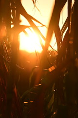 sun shining through the trees