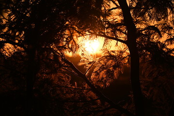 sunset in the forest