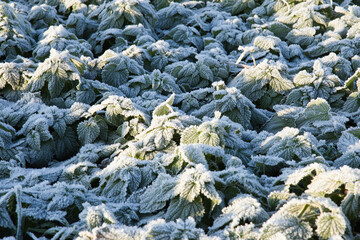 Ice coated nettle leaves in soft winter sunlight