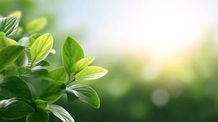 Fresh Green Leaves with Soft Sunlight Shining Through a Dense Forest Background, Creating a Calm and Serene Atmosphere of Nature and Growth