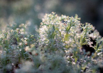 Autumn season mood, in the foreground the last leaves, and plants, autumn presence in nature