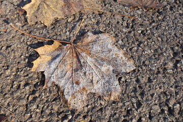 Maple Foliage After Cold Stress