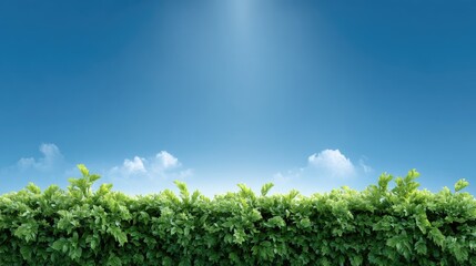 Naklejka premium Lush Green Hedge Against a Clear Blue Sky with Soft White Clouds, Bright Sunlight Illuminating the Natural Landscape