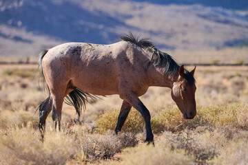 Windpferde Klein Aus Vista Namibia