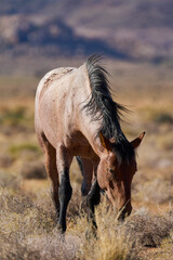 Windpferde Klein Aus Vista Namibia