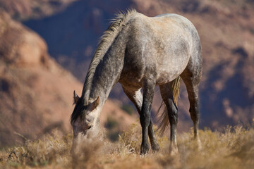 Windpferde Klein Aus Vista Namibia