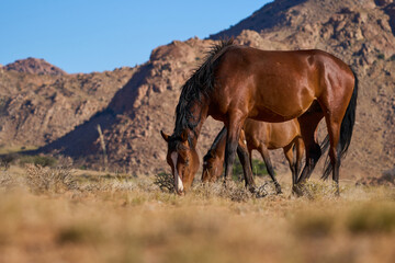 Windpferde Klein Aus Vista Namibia