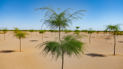 Fototapeta premium Young trees growing in a dry sandy landscape under a clear blue sky