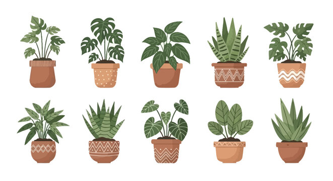 Collection of indoor potted plants in decorative containers isolated on white background