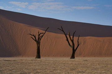 Dead Vlei Namib Wüste Namibia