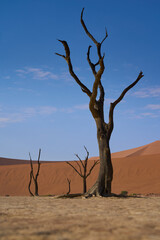 Dead Vlei Namib Wüste Namibia