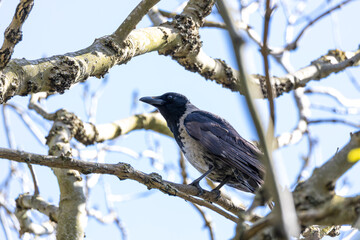 Hooded Crow (Corvus cornix) common across northern Europe seen on Bull Island Dublin