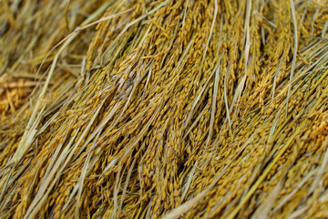Freshly harvested golden paddy grains glowing under soft sunlight, still attached to the dry stalks. A warm, happy harvest moment capturing organic farming, rural life and hopes for a greener future