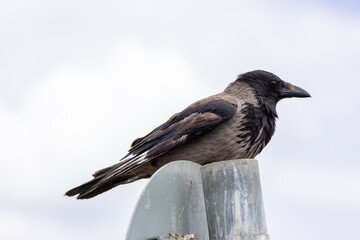 Hooded Crow (Corvus cornix) common across northern Europe seen on Bull Island Dublin
