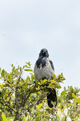 Hooded Crow (Corvus cornix) common across northern Europe seen on Bull Island Dublin