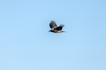 Hooded Crow (Corvus cornix) common across northern Europe seen on Bull Island Dublin