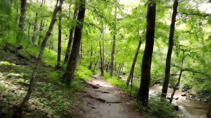 Lush forest path next to a stream. Sunlight filters through the green canopy, creating a serene and natural environment