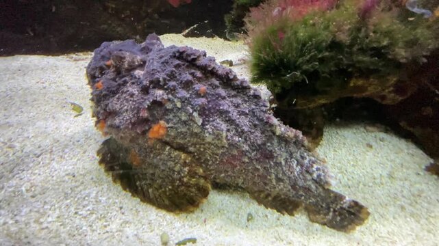Synanceia verrucosa, the reef stonefish or simply stonefish, is venomous fish