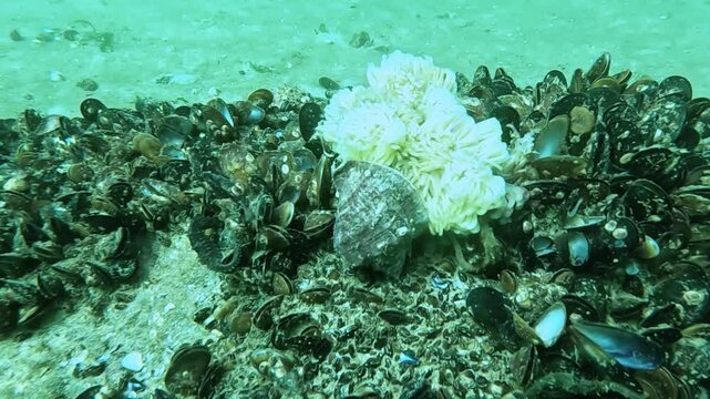 A seahorse (Hippocampus) and a rapana (Rapana venosa) whelk with eggs on mussel fouling in the Black Sea