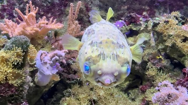 The black blotched porcupinefish, Diodon liturosus, usually between 15 and 30 m