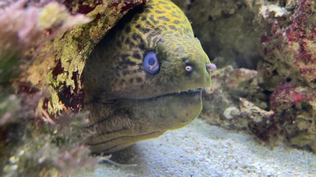 Gymnothorax javanicus, The giant moray is a species of moray eel and marine fish