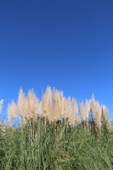 ムラサキシロガネヨシ