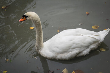 Naklejka premium A white swan swims in a pond in a city park