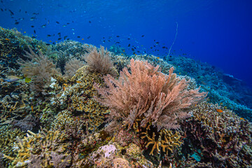 Coral reef off the coast of island in South Pacific,Sulawesi