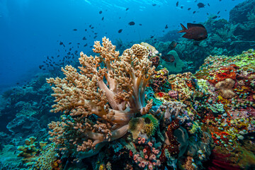 Fototapeta premium Coral reef off the coast of island in South Pacific,Sulawesi