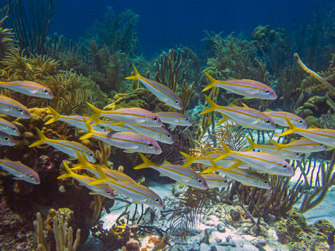 yellowtail snapper,Ocyurus chrysurus ispecies of snapper