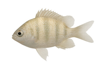 Pale tropical fish with light fins and vertical stripes swimming, profile view, transparent background