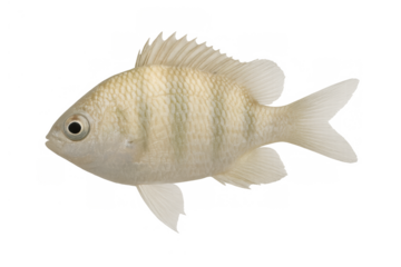 Pale tropical fish with light fins and vertical stripes swimming, profile view, transparent background