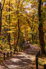 秋の紅葉の落ち葉の中を歩く