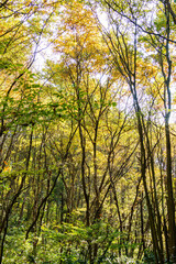 木漏れ日で黄色く色づく楓