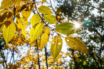 太陽の光で輝く紅葉した葉