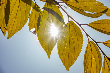 太陽の光を浴びて輝く黄色く色づいた葉