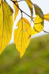太陽の光を浴びて輝く木の葉
