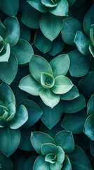 Fototapete Krankenhaus The dense green rosettes of succulents create a soothing pattern, ideal for decorative backgrounds in interior design or nature presentations.  © COK House