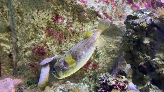 The black blotched porcupinefish, Diodon liturosus, usually between 15 and 30 m