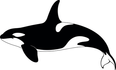 Black orca whale swimming killer whale marine mammal © yeasmin
