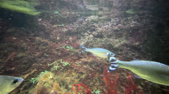 The barred flagtail, Kuhlia mugil and the moon wrasse, Thalassoma lunare