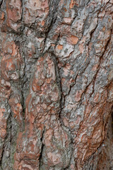 Rough tree bark with deep cracks and natural textures.