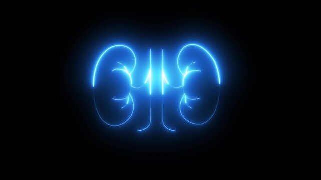 Glowing The kidney was divided into the right and left halves icon  heart kidneys light  modern neon nephrology organ anatomy biology, black background..