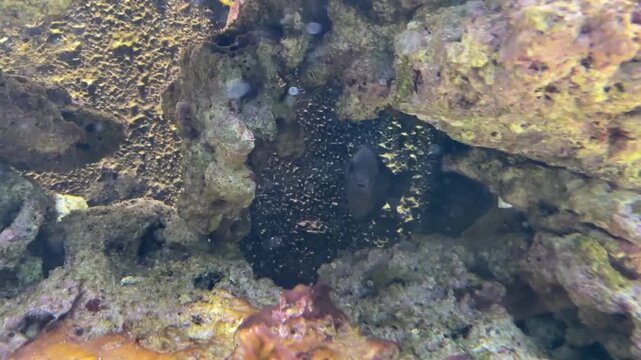 The night surgeonfish, Acanthurus thompsoni, maximum published length of 27 cm