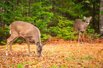 Two Deer Grazing in Fall