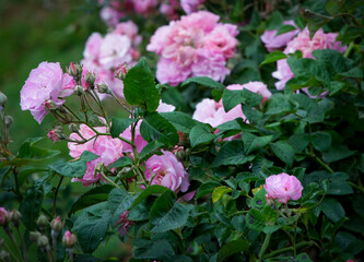 Pink Rose Bush in Bloom with Fresh Petals and Buds