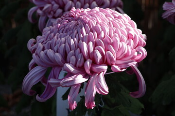 chrysanthemum flower