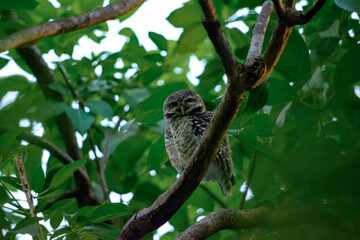 Majestic Spotted Owlet Resting Quietly on a Forest Tree Branch at Dawn